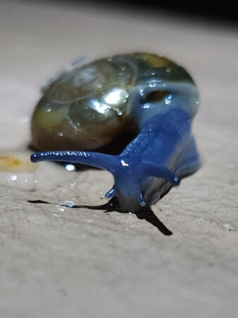 Snail 1