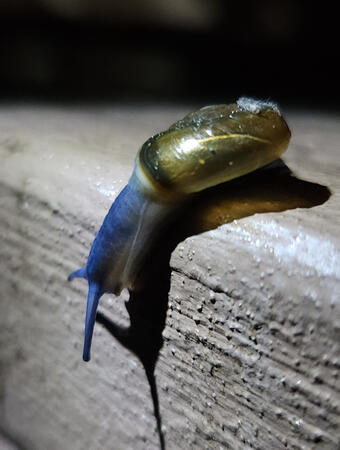 Snail 3