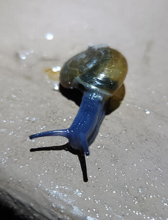 Snail 2